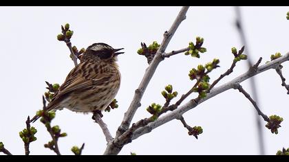 Sürmeli dağbülbülü