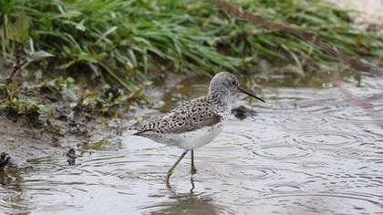 Bataklık düdükçünü