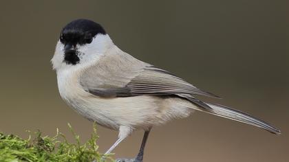 Kayın baştankarası