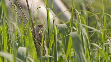 Büyük kamışçın
