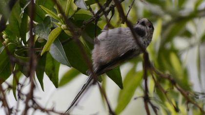 Dikkuyruklu ötleğen