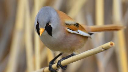 Bıyıklı baştankara