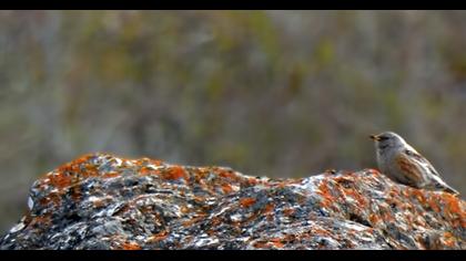 Büyük dağbülbülü