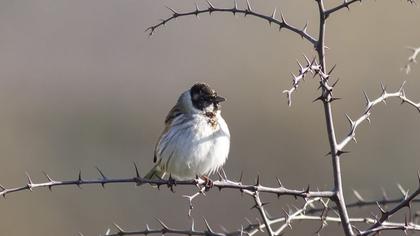 Bataklık Kirazkuşu