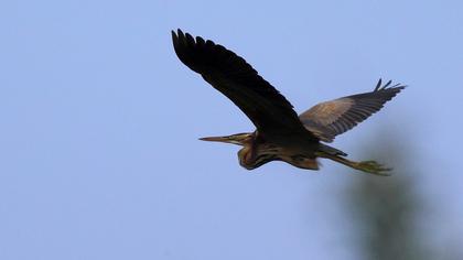 Erguvani balıkçıl