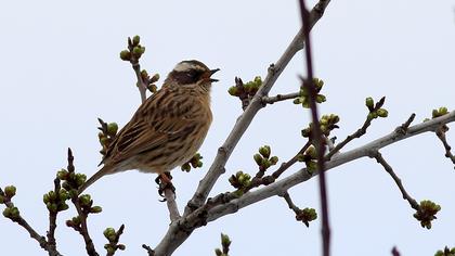 Sürmeli dağbülbülü