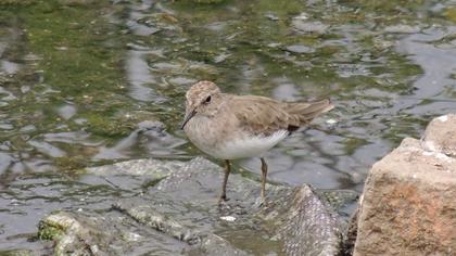 Sarıbacaklı kumkuşu