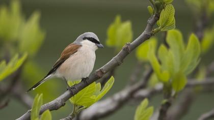 Kızılsırtlı örümcekkuşu