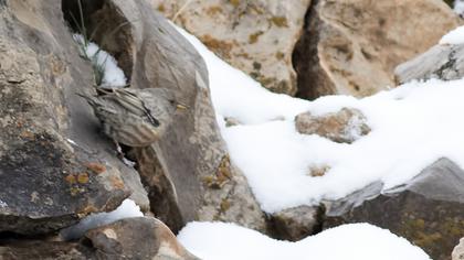 Büyük dağbülbülü