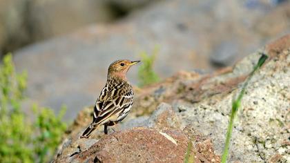 Kızılgerdanlı incirkuşu