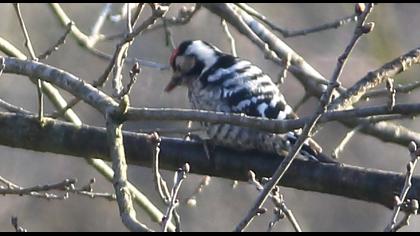 Küçük ağaçkakan