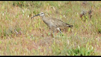 Sürmeli kervançulluğu