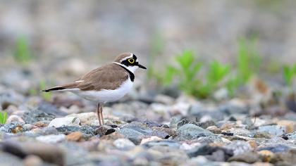 Halkalı küçük cılıbıt