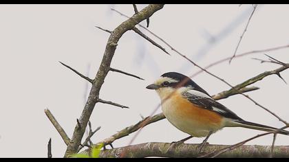 Masked Shrike