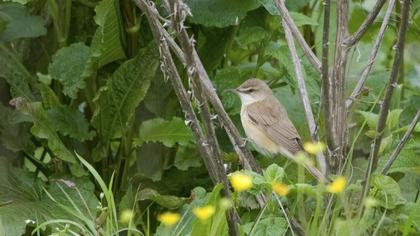 Büyük kamışçın