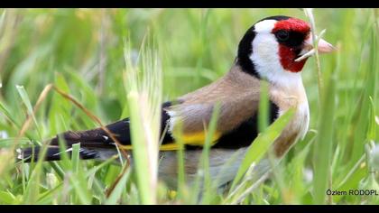 European Goldfinch