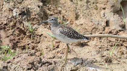 Orman düdükçünü