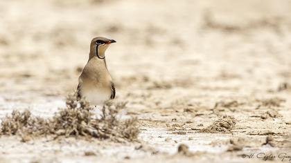 Bataklıkkırlangıcı
