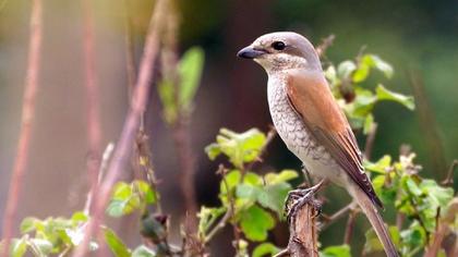 Kızılsırtlı örümcekkuşu