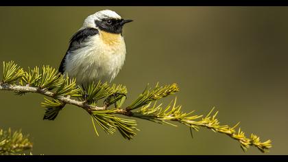 Karakulaklı kuyrukkakan