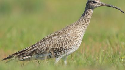 Sürmeli kervançulluğu