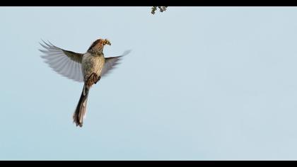 Uzunkuyruklu baştankara