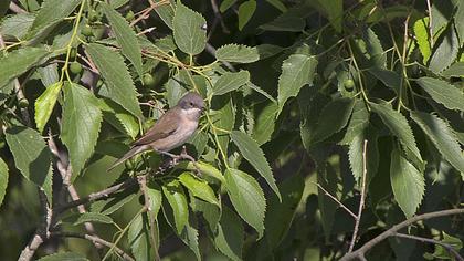 Küçük akgerdanlı ötleğen