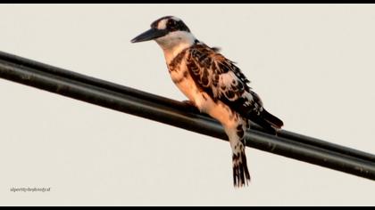 Alaca yalıçapkını