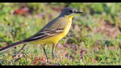 Sarı kuyruksallayan