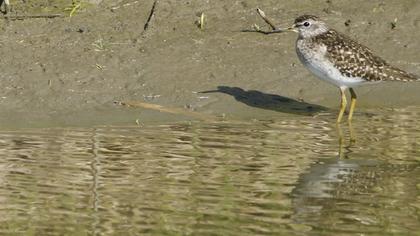 Orman düdükçünü