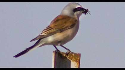 Kızılsırtlı örümcekkuşu
