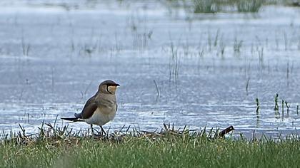 Bataklıkkırlangıcı