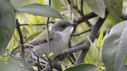Küçük akgerdanlı ötleğen