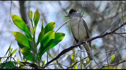 Karabaşlı ötleğen