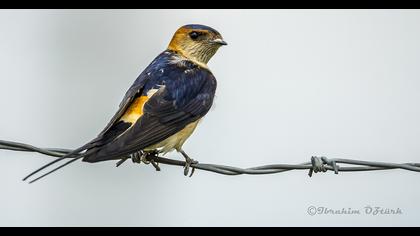 Kızıl kırlangıç