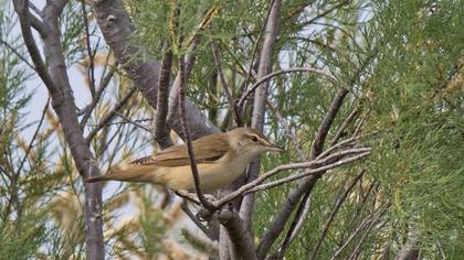 Büyük kamışçın