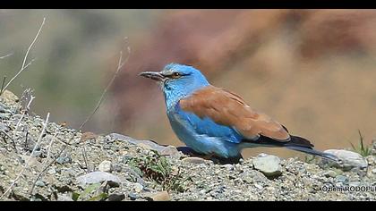 European Roller