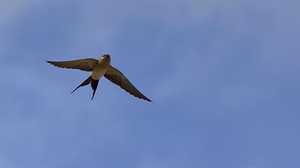 Kızıl kırlangıç