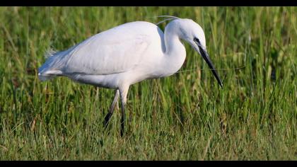 Küçük ak balıkçıl