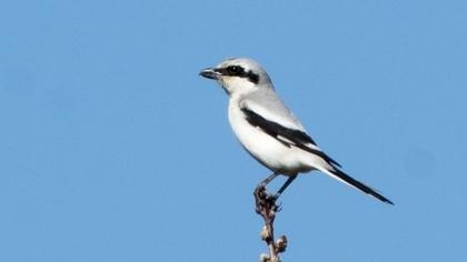 Büyük örümcekkuşu