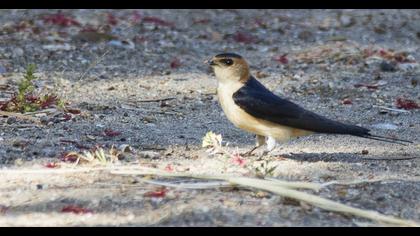 Kızıl kırlangıç