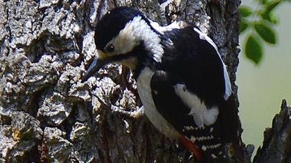 Orman alaca ağaçkakanı