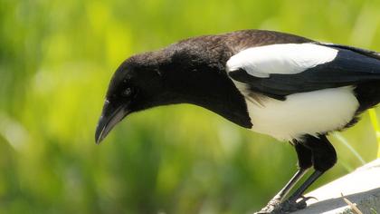 Eurasian Magpie