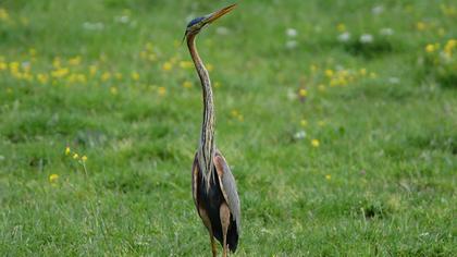 Erguvani balıkçıl