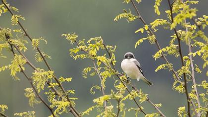 Karaalınlı örümcekkuşu