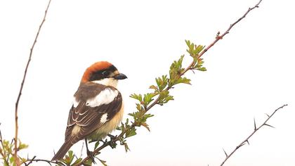 Kızılbaşlı örümcekkuşu