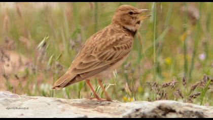 Küçük boğmaklı toygar