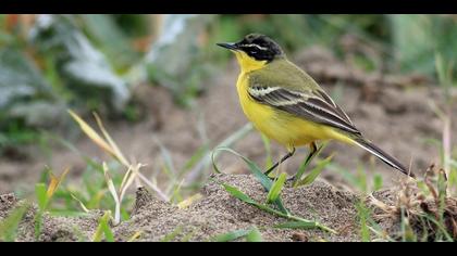 Sarı kuyruksallayan