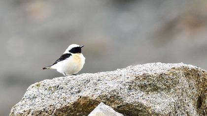 Karakulaklı kuyrukkakan