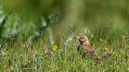 Küçük boğmaklı toygar